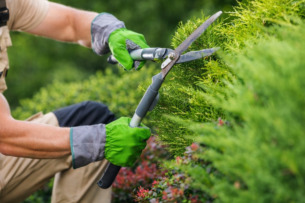 Osoba u zelenim rukavicama orezjuje gustu zelenu živu ogradu ručnim makazama u bašti